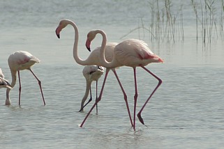 Phoenicopterus roseus - Rosaflamingo (Europäischer Flamingo)